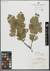 Foto von Salix hastata L.